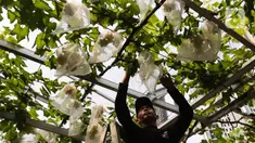 Anggota Komunitas Anggur Jakarta (KAJ) melihat anggur yang masih terbungkus di Arga Urban Farming Kawasan Pancoran, Jakarta, Selasa (16/5/2023). (Liputan6.com/Herman Zakharia)