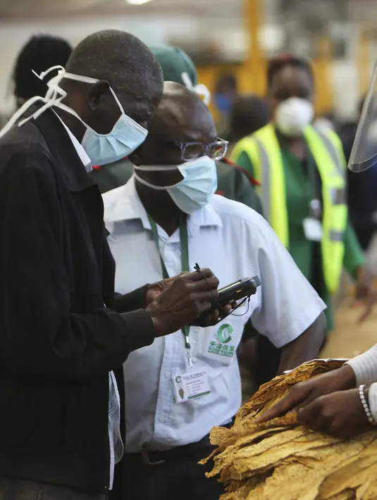 Pekerja lelang mengenakan masker agar terhindar dari virus corona COVID-19 pada hari pertama musim perdagangan tembakau di Harare, Zimbabwe, Rabu (29/4/2020). Musim perdagangan tembakau kali ini dimulai dari lantai lelang yang mematuhi aturan ketat akibat COVID-19. (AP Photo/Tsvangirayi Mukwazhi)