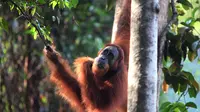 Peneliti: Tak Ada Harapan, Populasi Orang Utan Segera Punah