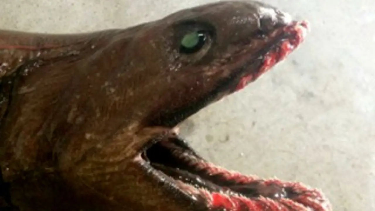  Frilled shark atau hiu berjumbai (Chlamydoselachus anguineus)