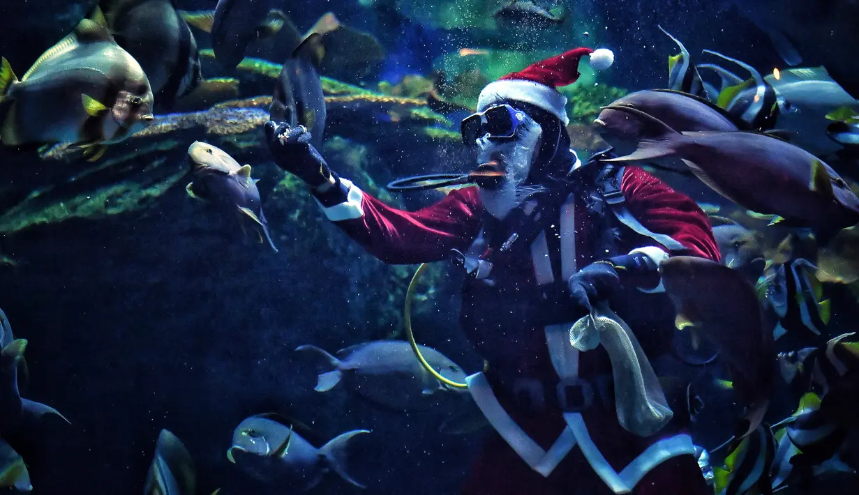 Seorang penyelam berpakaian seperti Sinterklas memberi makan ikan di akuarium Sea Life Bangkok Ocean World di Bangkok, Thailand, Rabu (8/12/2021). Ikan-ikan menyantap makanan dari tangan Sinterklas yang berinteraksi dengan pengunjung dan berpose dari balik kaca akuarium (Lillian SUWANRUMPHA/AFP)