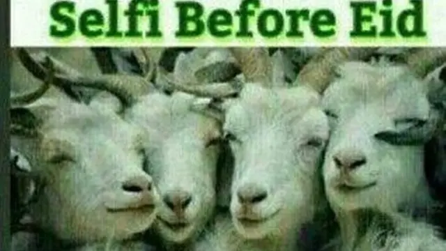 [Bintang] 9 Meme Kocak Idul Adha Bikin Kamu Ingin Asah Golok