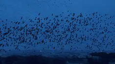 Burung Jalak terbang di langit Roma, Italia (20/12/2019). Burung jalak kerap terbang secara bergerombol dalam formasi yang sangat indah di langit. (AFP Photo/Tiziana Fabi)