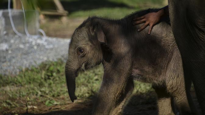 Bayi gajah sumatera yang baru lahir usai menyusui dengan ibunya bernama Suci (30 tahun) untuk menyusui di Unit Respons Konservasi Alue Kuyun di Meulaboh, provinsi Aceh (27/7/2019). Bayi gajah ini merupakan anak ke dua dari induk Suci. (AFP Photo/Chaideer Mahyuddin)