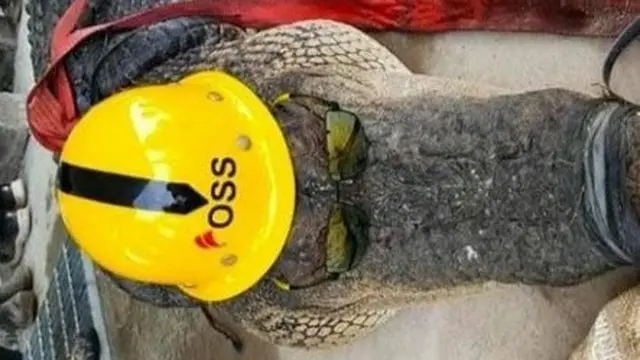TKA China yang membantai buaya tak hadir di BKSDA Sultra, penyidik hanya memeriksa juru bicara tenaga kerja.(Liputan6.com/Foto warga)
