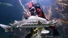 Chief fishkeeper, Timo Kaminski mengenakan kostum sinterklas menyelam untuk memberi makan ikan di akuarium Multimar Wattforum di Toenning, utara Jerman, Selasa (4/12). Aksi tersebut untuk memeriahkan perayaan Natal. (MARKUS SCHOLZ / DPA / AFP)