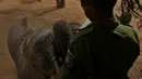 Salah seorang penjaga memberi makan seekor anak gajah di Reteti Elephant Sanctuary, Namunyak Wildlife Conservancy, Kenya, Rabu (26/2/2020). Reteti Elephant Sanctuary dilihat sebagai gerakan pelestarian akar rumput berbasis masyarakat yang berkembang di Kenya utara. (TONY KARUMBA/AFP)