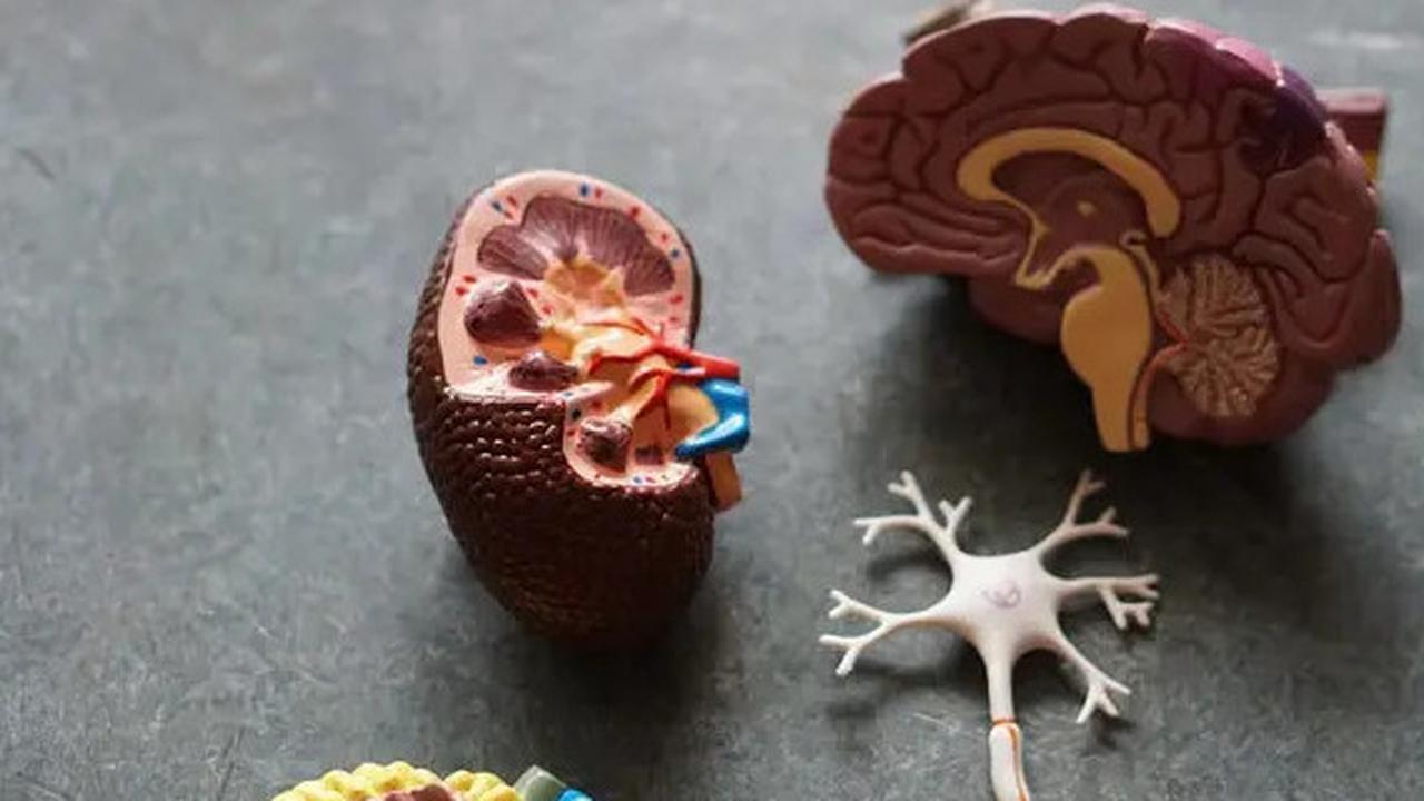 Ini Ciri Kondisi Ginjal Sehat dan Sakit Menurut Dokter