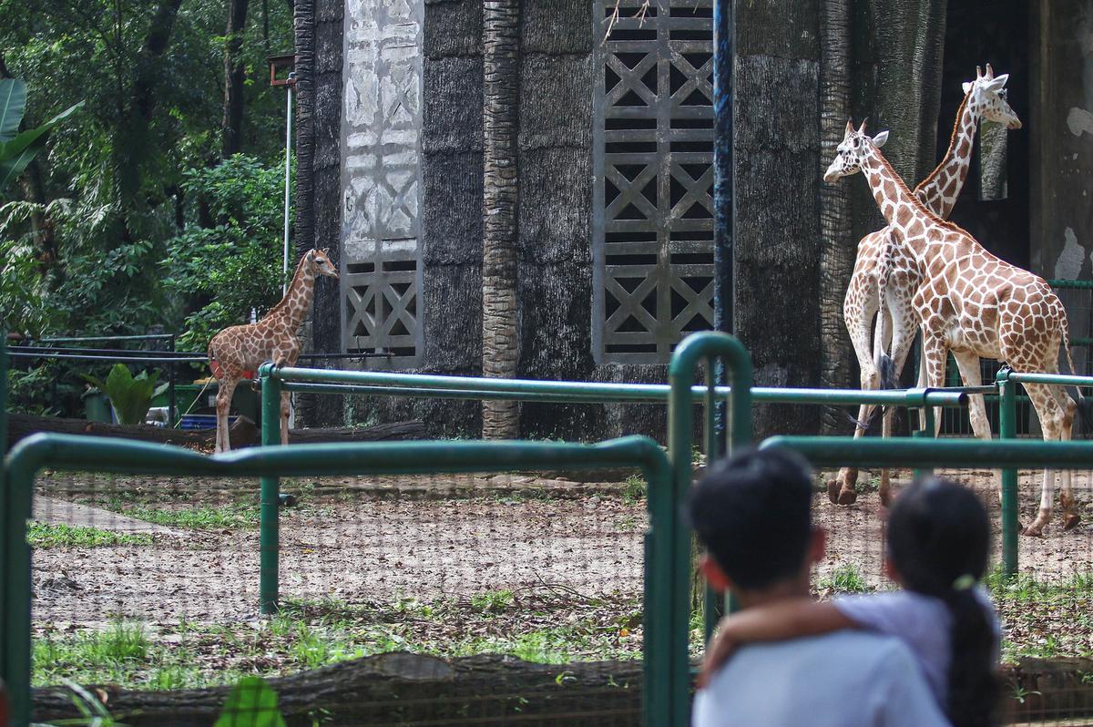 Rajaka, anak jerapah di Taman Margasatwa Ragunan