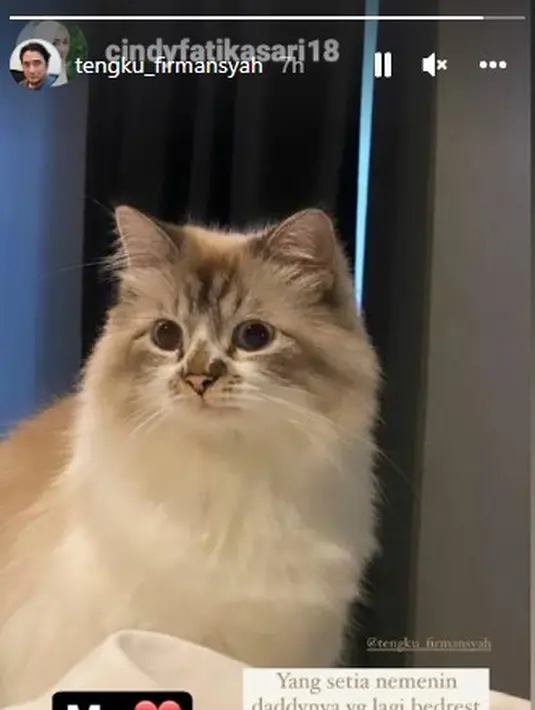 Ini salah satu kucing yang menemani Tengku Firmansyah saat bedrest. (Foto: Instagram/@tengku_firmansyah)