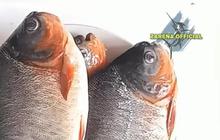 Trik Ampuh Pakai Air Beras untuk Ikan Bawal yang Segar dan Harum