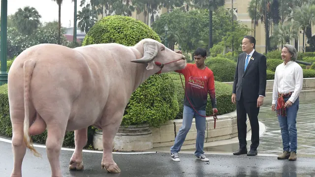 Perdana Menteri Thailand Srettha Thavisin menyambut kedatangan kerbau albino bernama Ko Muang Phet di Gedung Pemerintahan Bangkok. (X/@Thavisin)