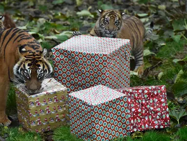 Sekumpulan Harimau Sumatera mendapat kado menjelang natal di Kebun Binatang London, London, Inggris, Kamis (15/12). Harimau Sumatera adalah subspesies harimau yang habitat aslinya di pulau Sumatera, yang masih hidup hingga sekarang. (Reuters/Hannah McKay)