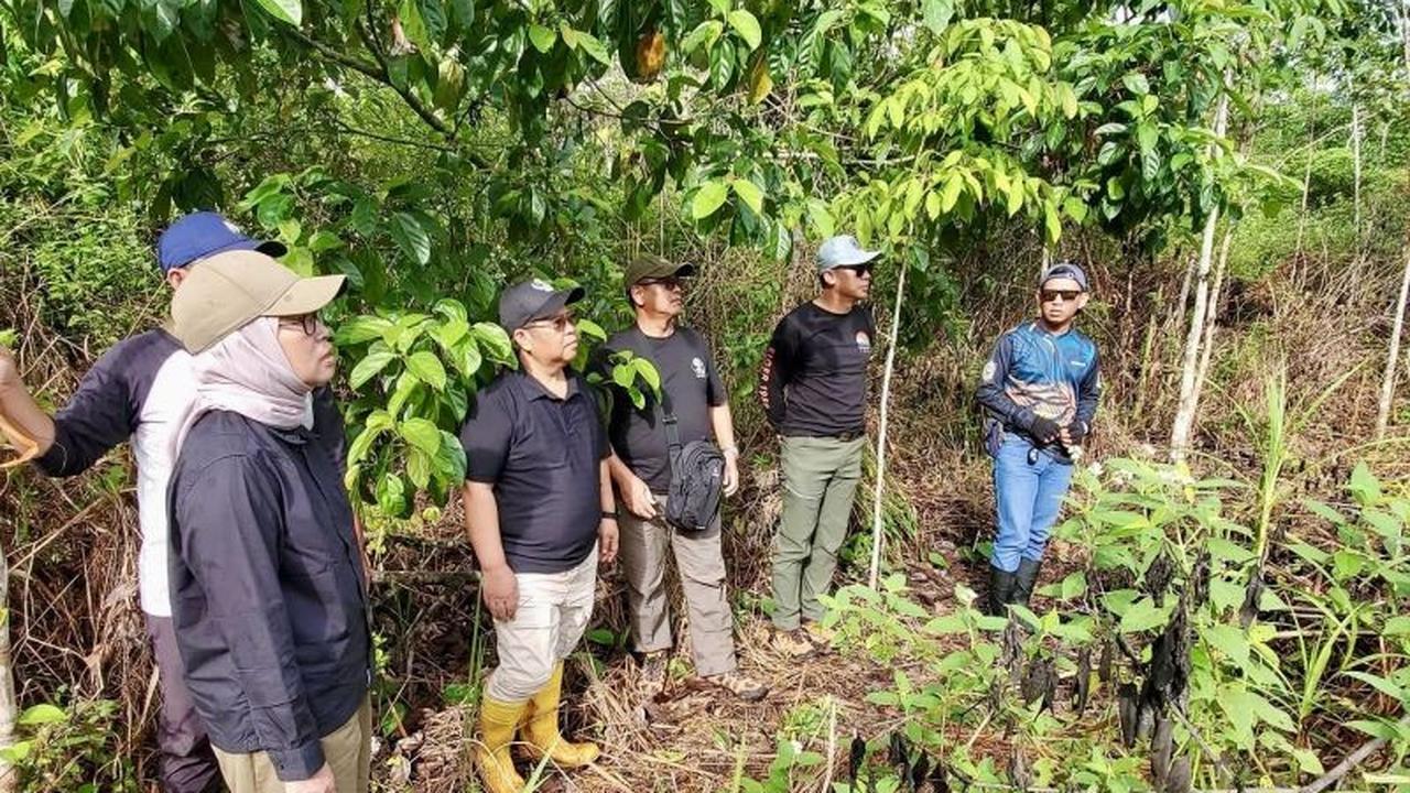 Tahukah Anda? Dishut Kalsel Terima 558 Hektare Keberhasilan Rehab DAS dari Adaro, Tanaman Karet Tumbuh Subur!