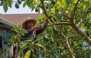 Cara Merangsang Pohon Buah agar Cepat Berbunga dan Berbuah, Hasilkan Panen Berkualitas