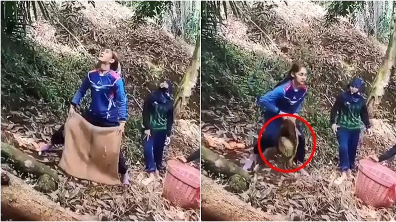 Tangkap Durian Dari Atas Pohon Saat Panen, Aksi Wanita Ini Bikin Takjub