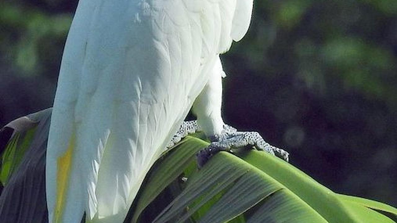 10. Hewan apa yang baru lahir udah langsung tua?<br>Jawab: Burung kakak tua<br>