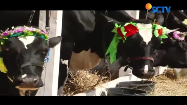 Kemeriahan Kontes Sapi Cantik di Rusia