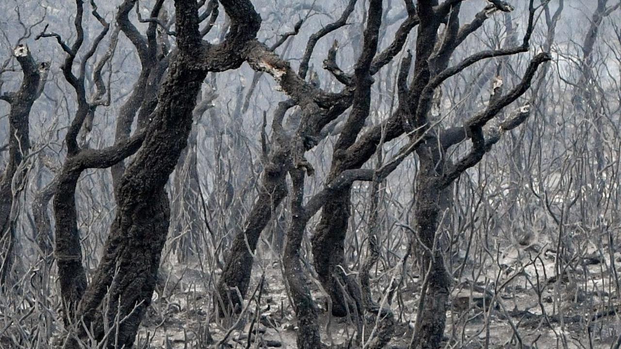 Sisa-sisa kebakaran di dekat kota Melloula di Tunisia barat laut dekat perbatasan dengan Aljazair itu sangat tragis. Pohon-pohon yang tumbuh hijau itu sekejap hangus terbakar.