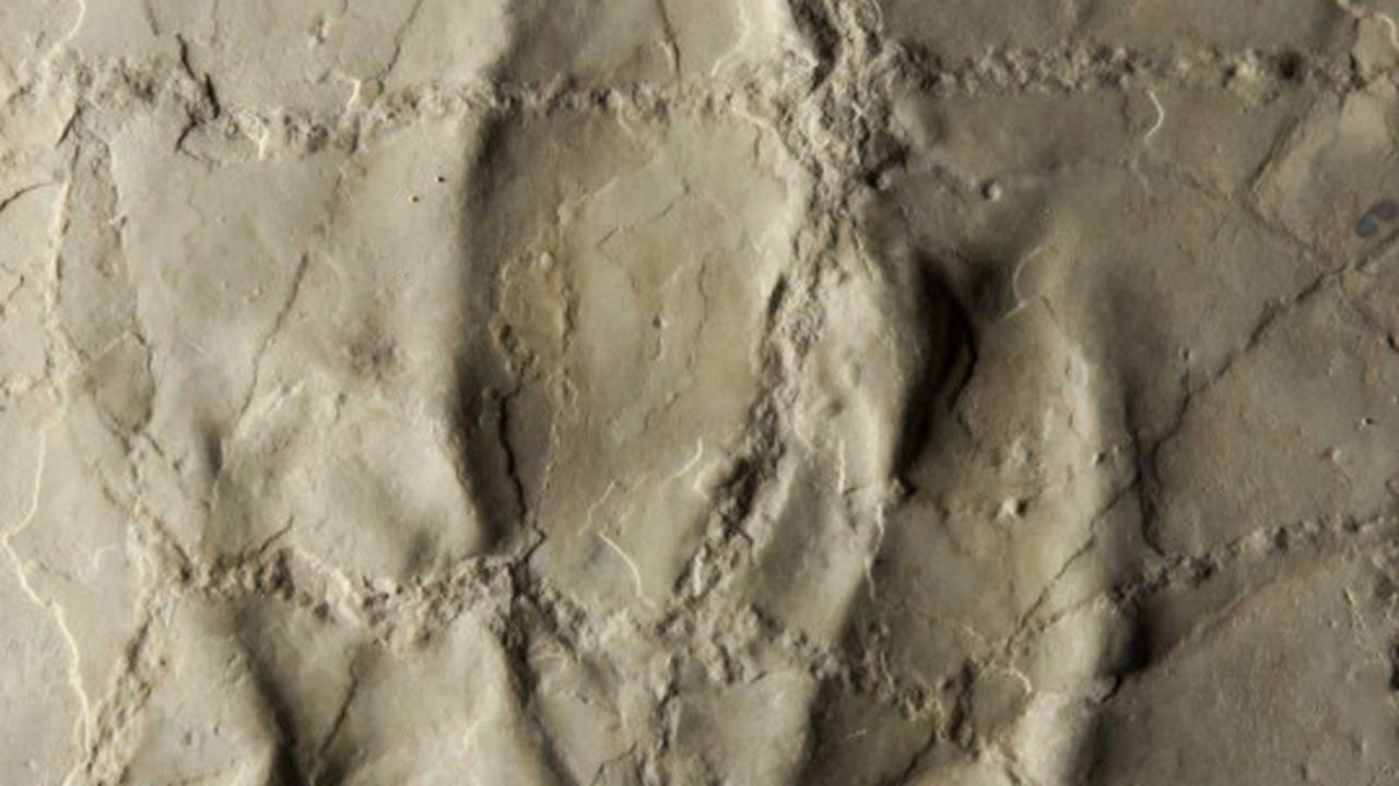 Ilmuwan temukan jejak dinosaurus 140 juta tahun di pantai Prancis