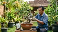 8 Cara Mengerdilkan Pohon Rambutan di Pot, Tetap Produktif dan Mudah Dirawat