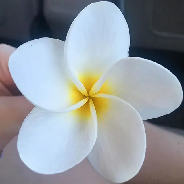 6 Potret Tanaman dengan Warna Selaras Ini Unik, Perpaduannya Manjakan Mata