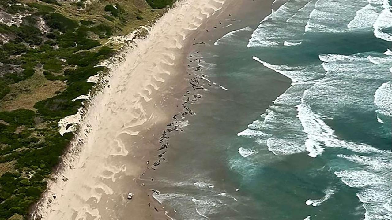 Ratusan lumba-lumba terdampar di pantai Australia