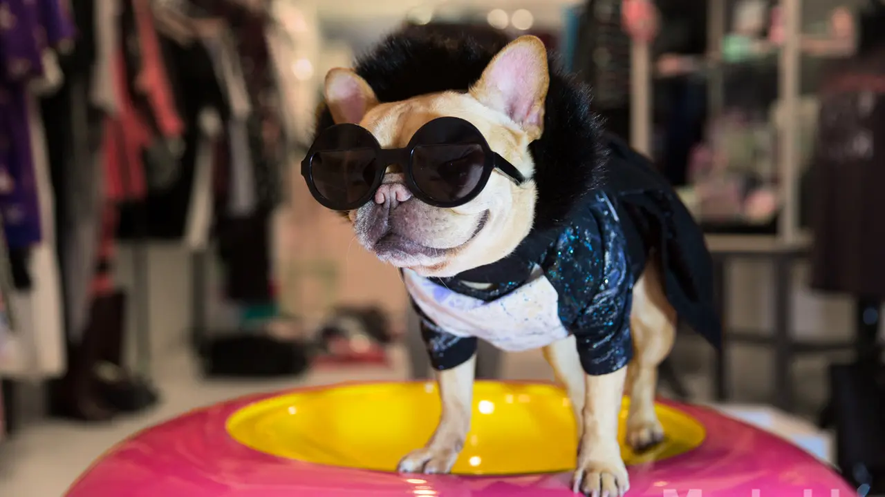  Luella, Anjing Fashionable di New York Fashion Week 2016