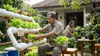 8 Tahap Cara Buat Hidroponik Selada Panen 30 Hari untuk Pensiunan di Rumah