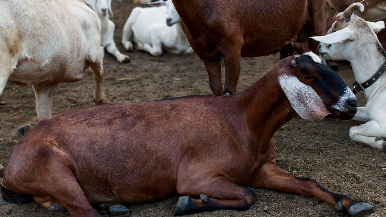 Dampak Stres pada Kambing dan Sapi terhadap Kualitas Daging