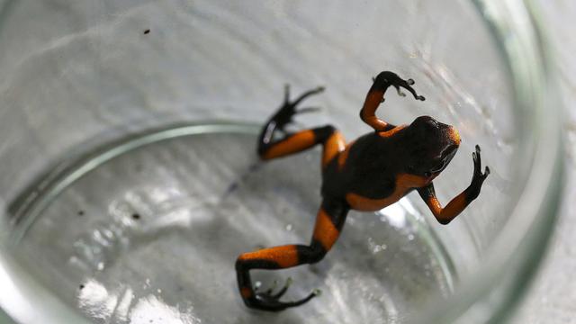 FOTO: Oophaga Lehmanni, Katak Beracun yang Terancam Punah karena Keindahannya