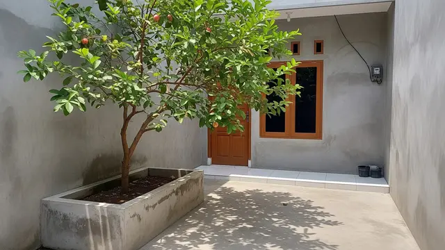 Pohon Buah yang Cocok Ditanam dalam Planter Box Beton Model Jambu Air