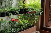 7 Ide Kebun Cabai Mini untuk Lahan Sempit, Panen Tetap Melimpah