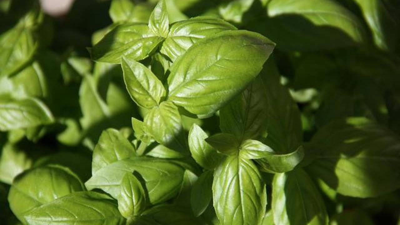 Ide Kebun Daun Mint dan Kemangi di Pagar Rumah agar Halaman Lebih Segar dan Produktif