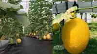Cara Optimasi Tanam Melon Hidroponik Greenhouse untuk Panen Berkualitas