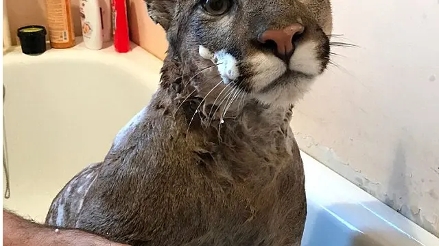 Bertingkah Layaknya Kucing Peliharaan, Puma Ini Tinggal di Apartement