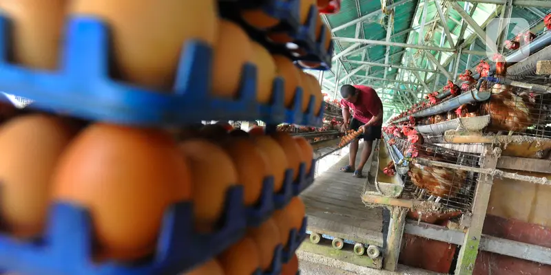 harga telur ayam tinggi