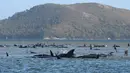Kawanan paus pilot yang terdampar di perairan Pelabuhan Macquarie, Tasmania, Australia (21/09/2020). Ahli biologi kelautan merencanakan penyelamatan sekitar 270 paus pilot yang terjebak di gundukan pasir di lepas pantai barat terpencil Tasmania tersebut. (AFP/Pool)