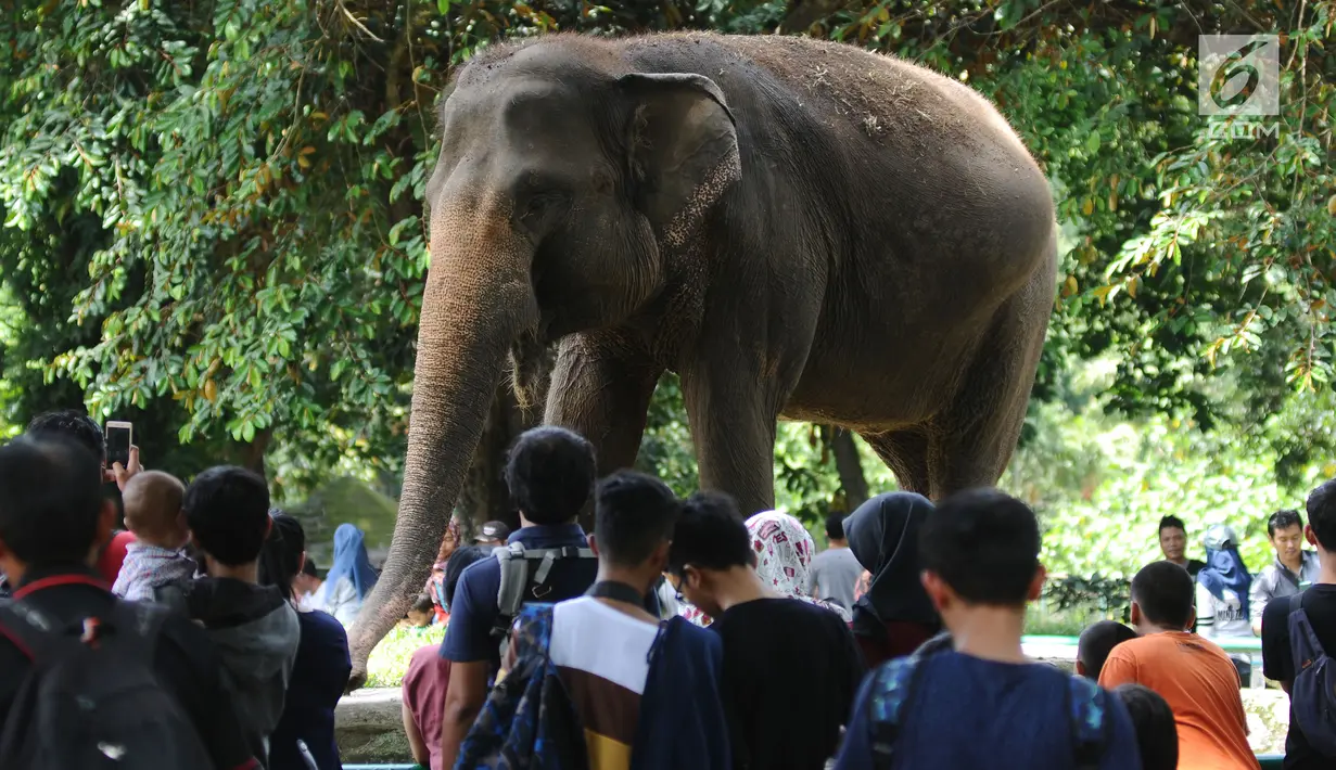 Pengunjung melihat Gajah Sumatera di kawasan Kebun Binatang Ragunan, Jakarta, Selasa (26/12). Libur cuti bersama perayaan Natal 2017 dimanfaatkan warga untuk berekreasi di Kebun Binatang Ragunan Jakarta. (Liputan6.com/Helmi Fithriansyah)