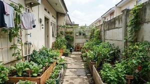 Cara Menata Halaman Belakang Rumah Subsidi Menjadi Kebun Sayur Produktif dengan Modal Terjangkau