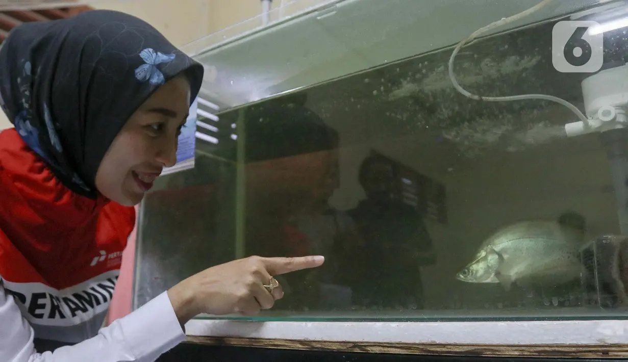 PT Pertamina bekerja sama dengan Badan Riset dan Inovasi Nasional (BRIN) dan sejumlah lembaga akademik terus mengembangkan konservasi ikan Belida. (Liputan6.com/Herman Zakharia)