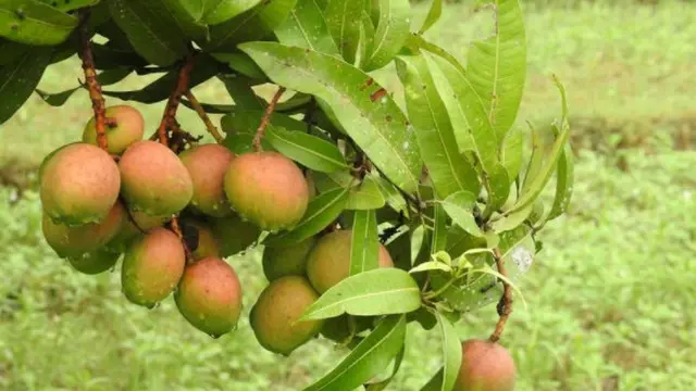 Inovasi Unik, Petani Ini Ciptakan Mangga Berbentuk Seperti Apel dan Rasanya Seperti Pisang