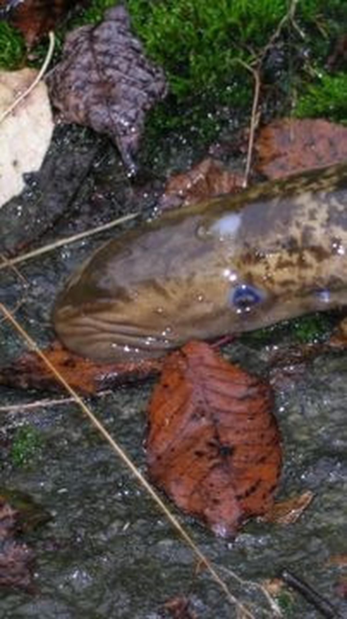 7. Lamprey Laut