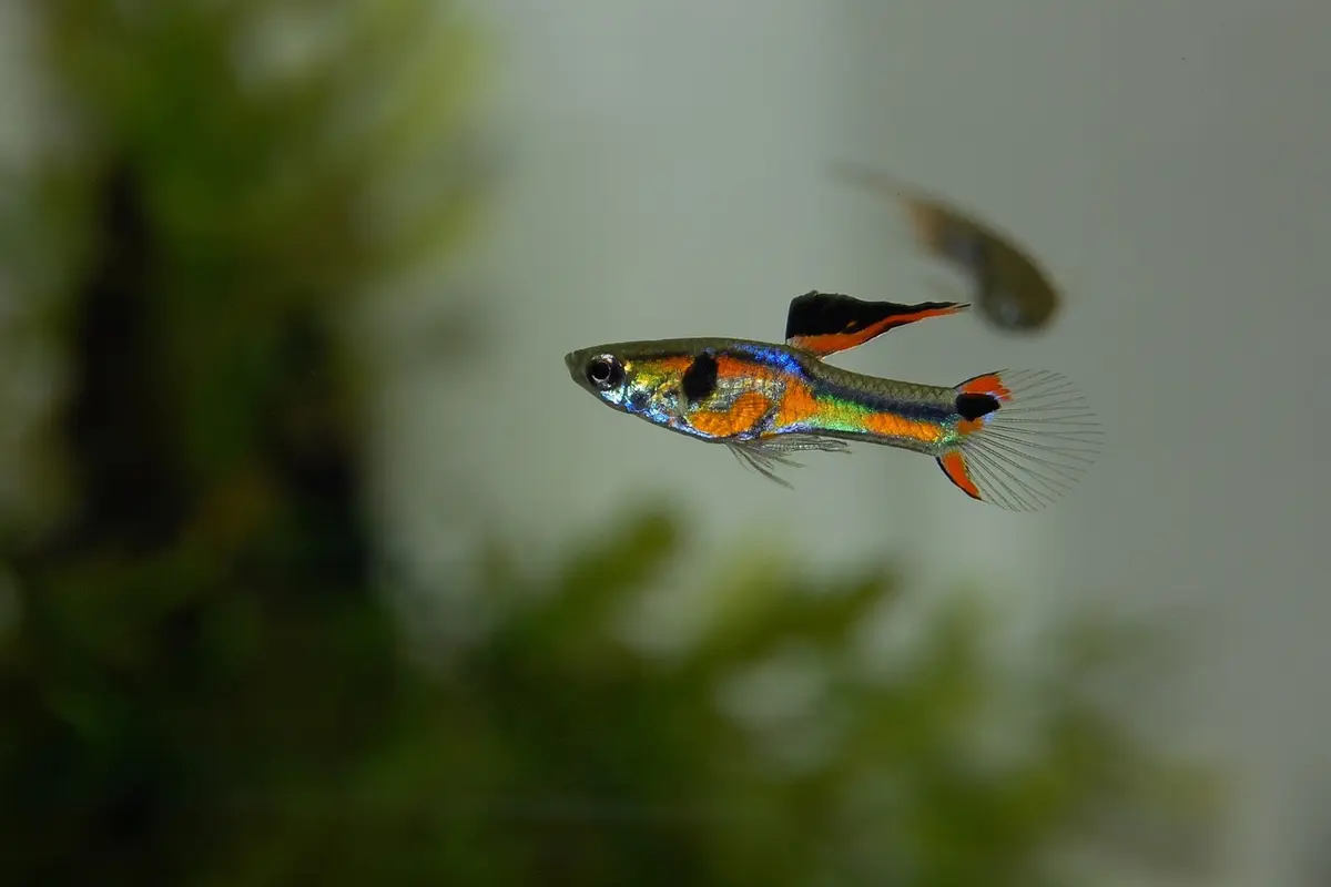 Hobi kokeksi Ikan Guppy