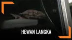 Seekor salamander raksasa China dipamerkan di kebun binatang ZSL, London.  Hewan ini adalah salah satu amfibi terbesar dan terancam punah di dunia.