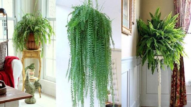 4. Boston Fern (pakis boston)