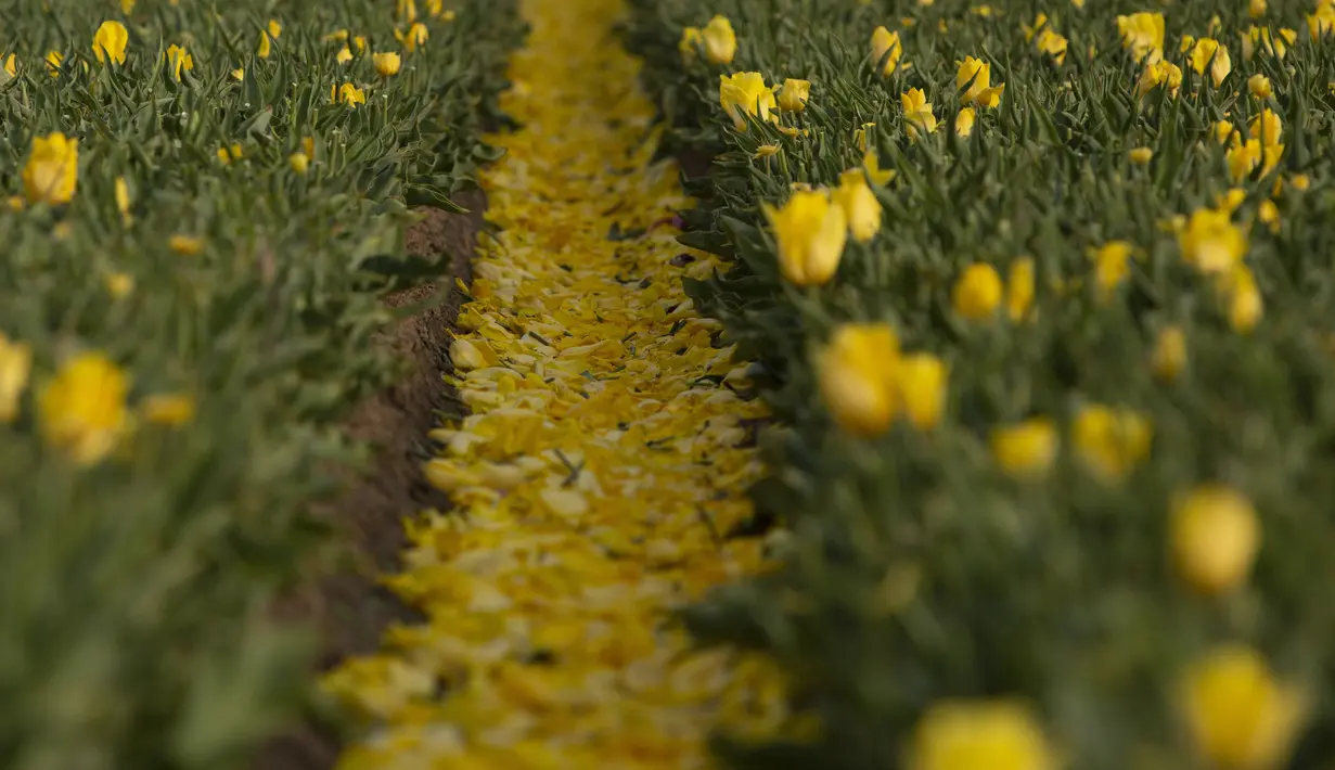 Kelopak bunga tulip menutupi tanah setelah petani memotong kepala di ladang tulip di Meerdonk, Belgia (3/5/2021). Sebagian besar tulip di wilayah ini ditanam khusus untuk umbi dan bukan bunganya, namun bunganya tetap di ladang sampai mekar sempurna sebelum ditebang. (AP Photo/Virginia Mayo)