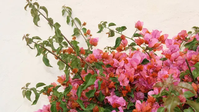Bougainvillea