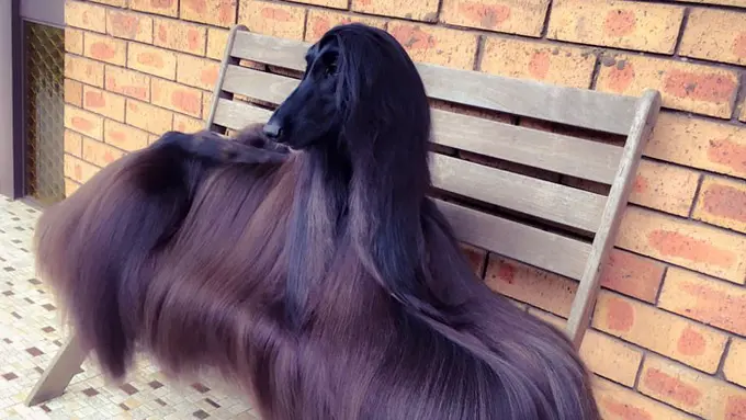 [Bintang] Anjing Afghan Hound