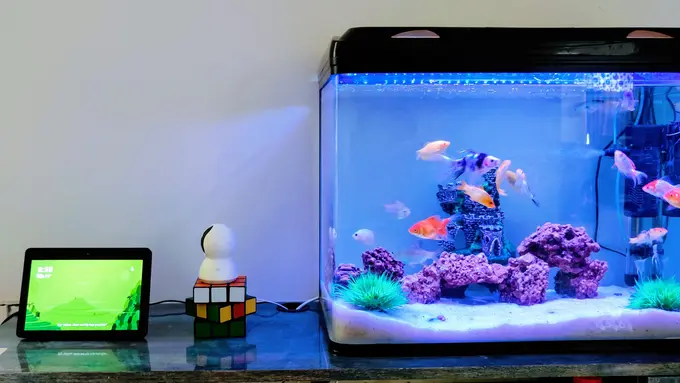 aquarium